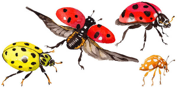 瓢虫素描充满异国情调的瓢虫野生昆虫在孤立的水彩风格照片