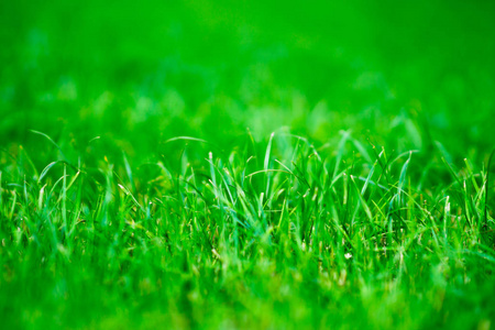 水平居中嫩绿的小草景背景