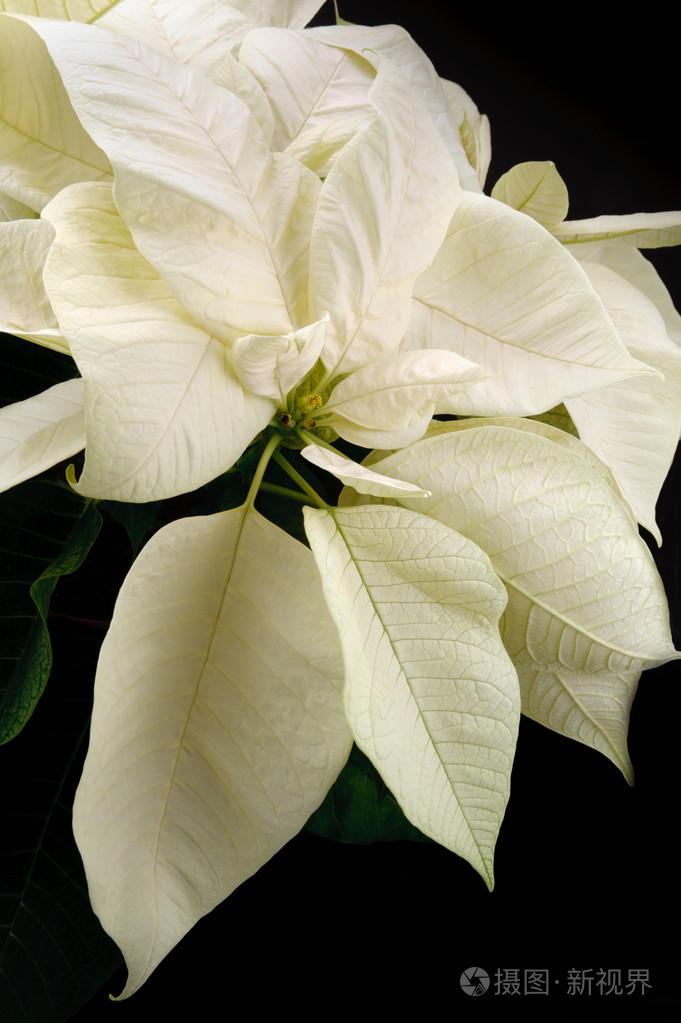 黑色背景下的白色一品红