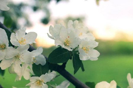 花苹果树日落宏