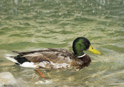 惊人的野鸭在下阳光景观湖里游泳。Rom