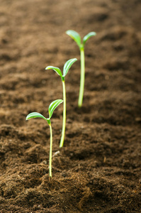 捧起希望树苗图片