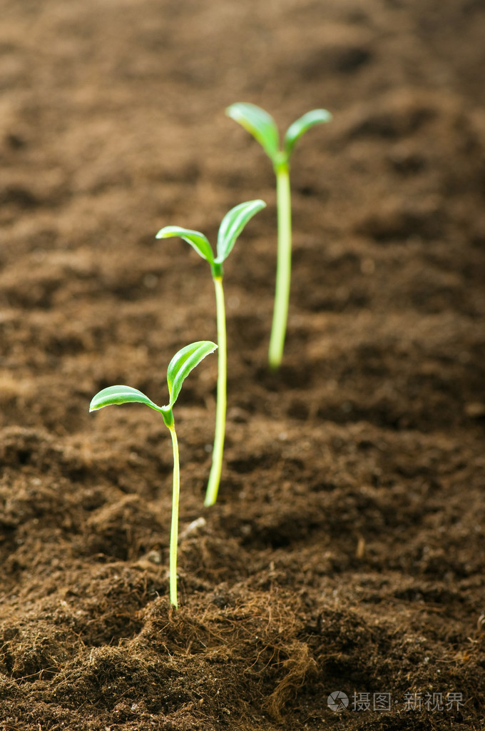 说明新生命概念的绿苗