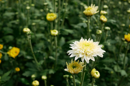 特写菊花