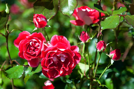 自然背景下，美丽的玫瑰，在花园里