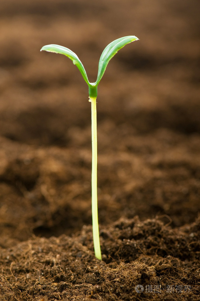说明新生命概念的绿苗