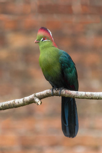 栖息在树枝上的 turaco 费舍尔 Tauraco 费氏