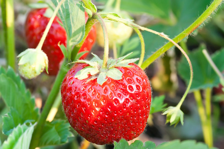 花园里的草莓
