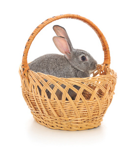 篮子里的小兔子