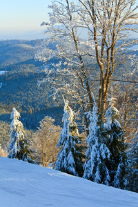 冬天的山上覆盖着树