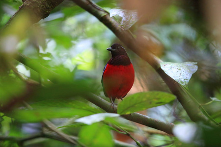 黑冠皮塔饼 Erythropitta ussheri 在马来西亚婆罗洲，沙巴，精选