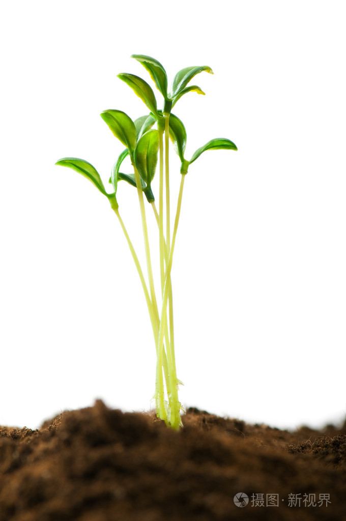 说明新生命概念的绿苗