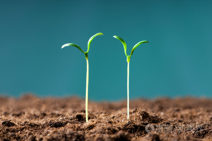 说明新生命概念的绿苗