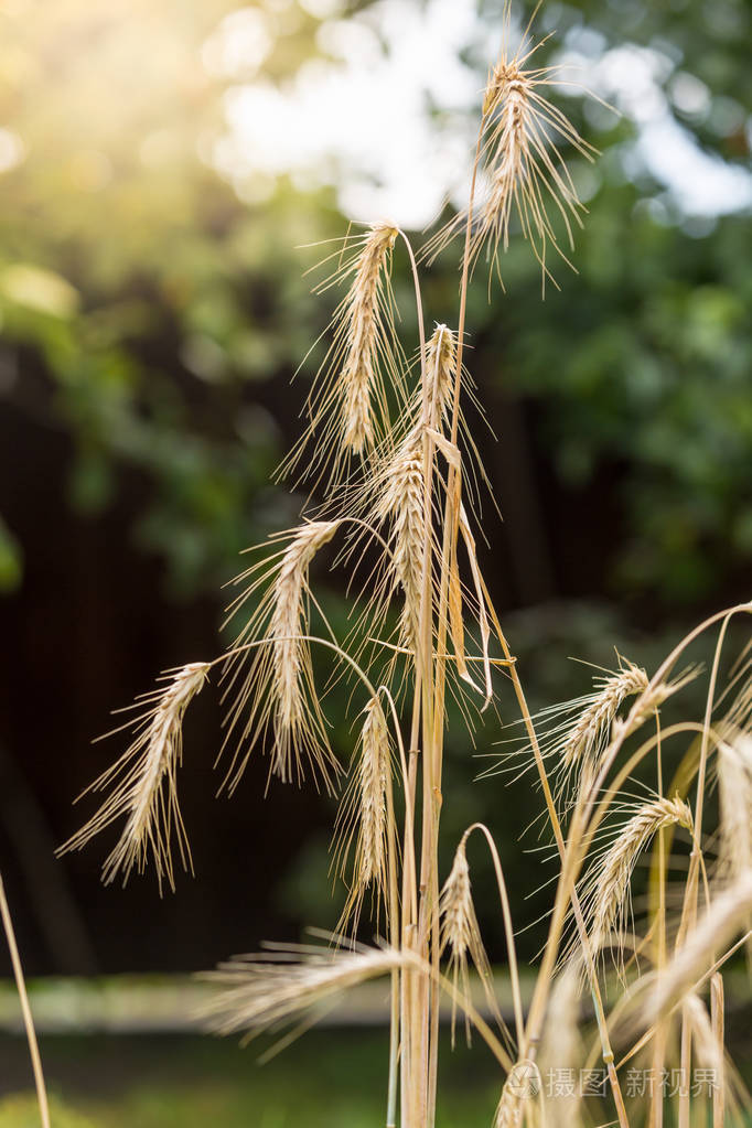 宏拍摄的成熟的小麦穗状花序在领域在阳光灿烂的日子