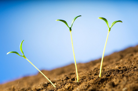 说明新生命概念的绿苗照片