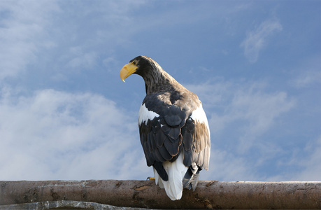 海鹰是家族中的一种大型猎物
