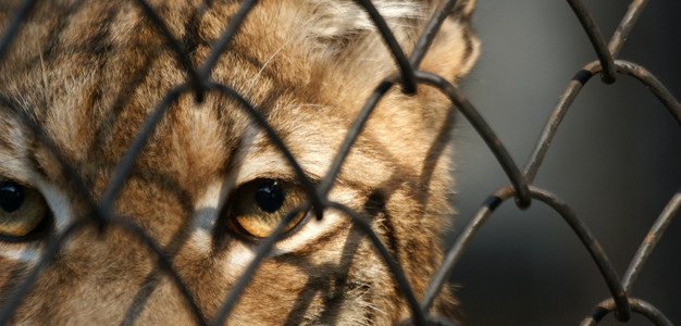大图像悲伤的眼睛猎豹网格细胞图片