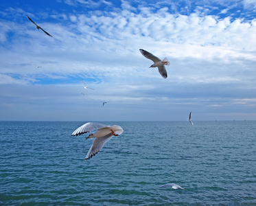 海鸥飞过海面照片