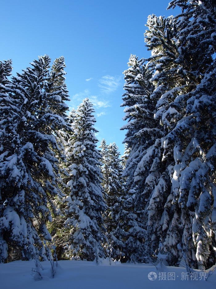 冰雪松树图片大全集图片