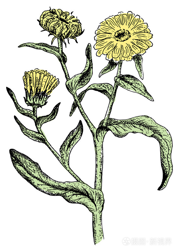 金盏花. 矢量插图.