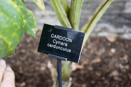 cardoon 的照片