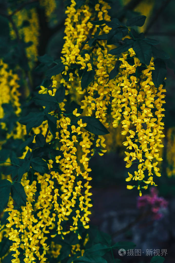 大花园盛开黄色紫藤花在春天