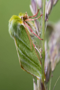 绿银线蛾 Pseudoips fagana 在草地上