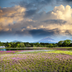 春暖花开的季节，在日本与富士山作为背景