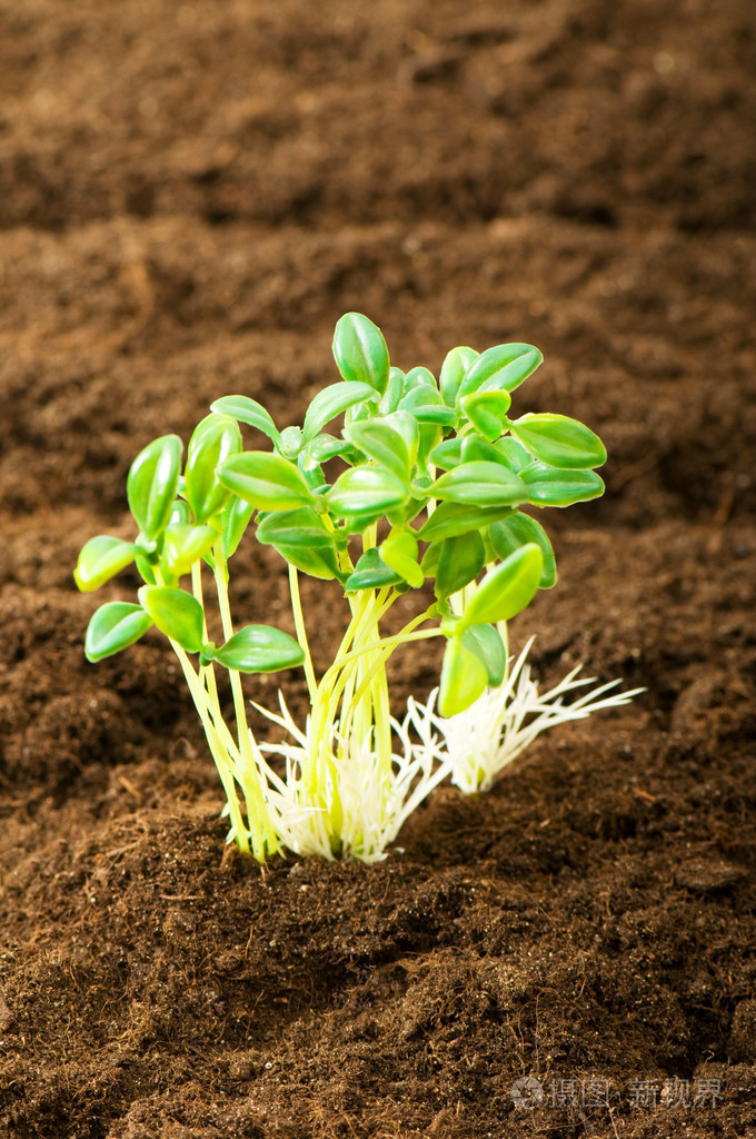 说明新生命概念的绿苗