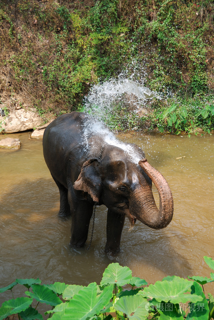 大象洗澡