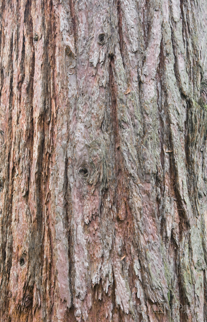红杉树皮