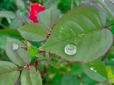 在玫瑰花瓣上的水滴