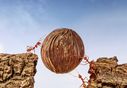 蚂蚁bt_蚂蚁btant官网（蚂蚁bt.）