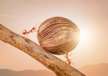 蚂蚁搬运食物在一起,彼此协作的概念照片