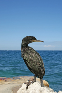澳大利亚鸬鹚图片