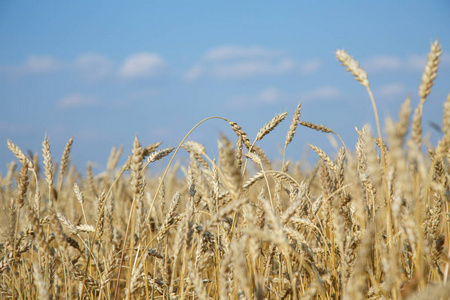 金黄的麦穗关闭.美丽的大自然日落景观.