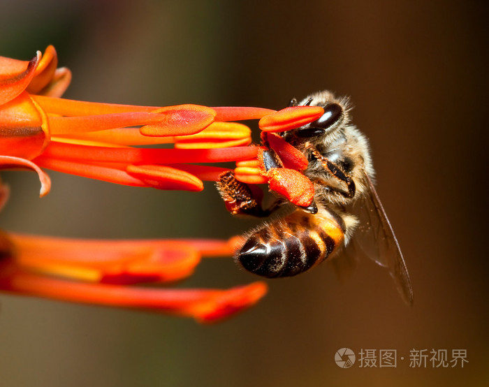 橙花上的蜜蜂