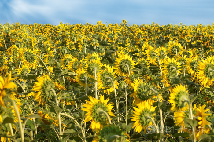 向日葵的背面