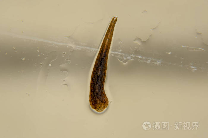 水蛭在玻璃上吸血动物带类ringworms的子类hirudotherapy