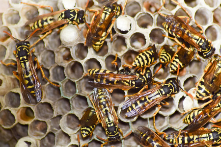 黄蜂波利。一个家庭采取一个特写镜头的黄蜂的巢