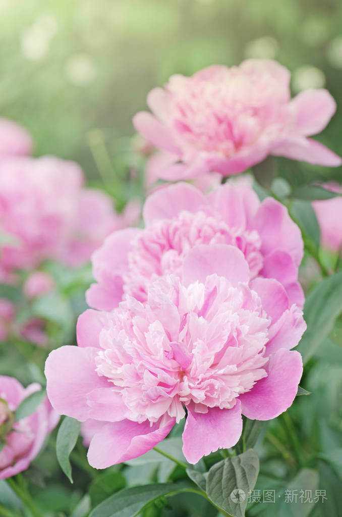 花园里的粉色牡丹.清新美丽的粉红色牡丹花卉