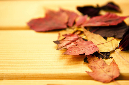 秋天的时间装修，干枫叶 pinnedrope 与衣服脚，木质的背景