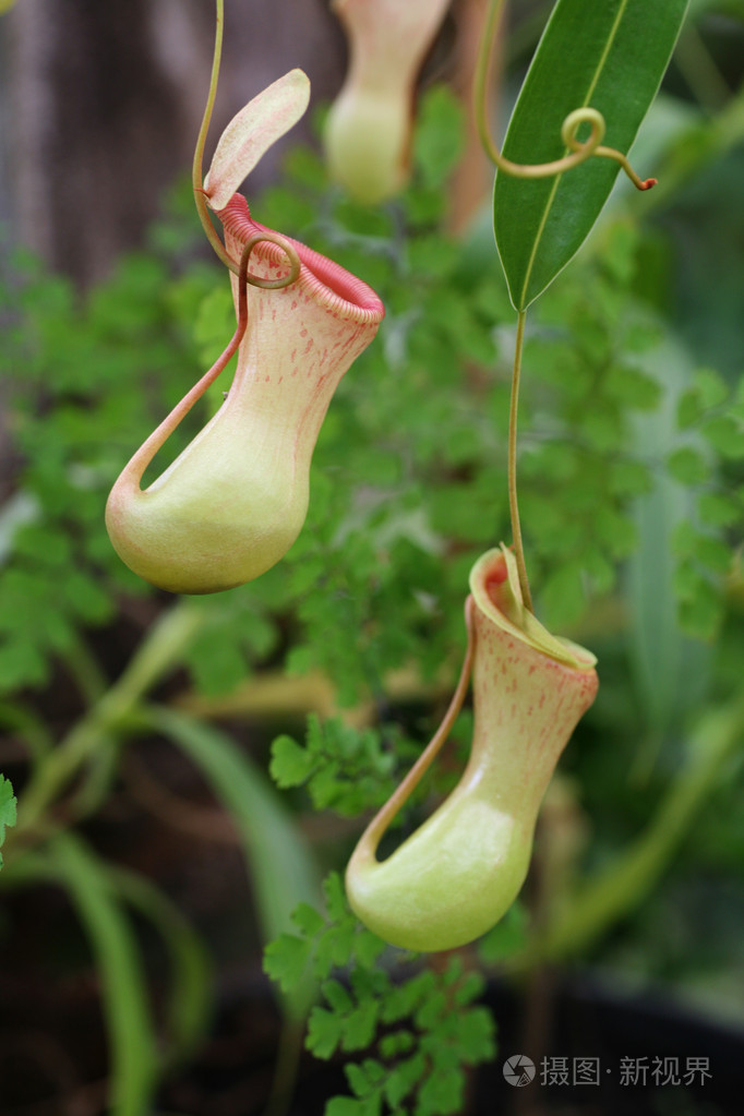 猪笼草捕虫草