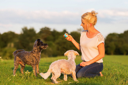 黑的灰色打猎狗杂交动物小灵狗和拉布拉多里女人和两个梗杂交犬在户