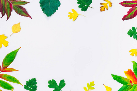 美丽多彩的秋天的落叶和浆果框架具有可用空间的白色背景上