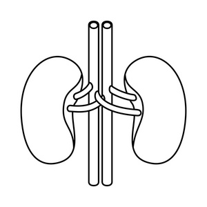 素描人体轮廓肾系统