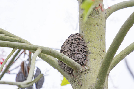 巢黑蚂蚁上树照片