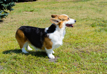 羊毛衫威尔士科基犬站在草地上