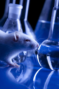 动物实验中的大鼠