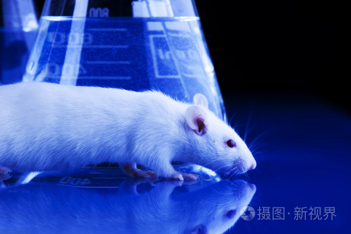 动物实验中的大鼠